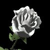white_rose_mc.gif