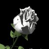white_rose_mb.gif