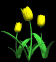 tulips_yellow_sb.gif
