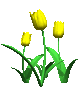 tulips_yellow_mc.gif