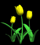 tulips_yellow_mb.gif