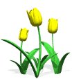 tulips_yellow_lw.gif
