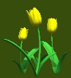 tulips_yellow_lc.gif