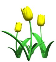 tulips_yellow_hr.jpg