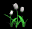tulips_white_tb.gif