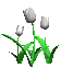 tulips_white_sc.gif