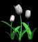 tulips_white_sb.gif