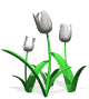 tulips_white_mw.gif