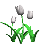 tulips_white_mc.gif