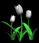 tulips_white_mb.gif
