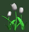 tulips_white_lc.gif