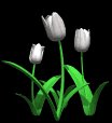 tulips_white_lb.gif