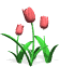 tulips_pink_sw.gif