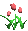 tulips_pink_sc.gif