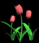 tulips_pink_sb.gif