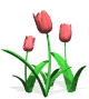 tulips_pink_mw.gif