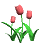 tulips_pink_mc.gif