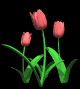 tulips_pink_mb.gif