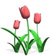 tulips_pink_lw.gif