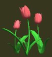 tulips_pink_lc.gif