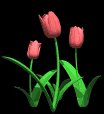 tulips_pink_lb.gif