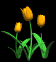 tulips_orange_sb.gif
