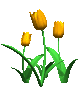 tulips_orange_mc.gif