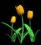 tulips_orange_mb.gif