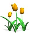 tulips_orange_lw.gif