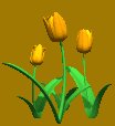tulips_orange_lc.gif