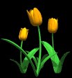 tulips_orange_lb.gif