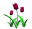 tulips_burgundy_tw.gif