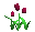 tulips_burgundy_tc.gif