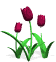 tulips_burgundy_sw.gif