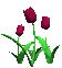 tulips_burgundy_sc.gif