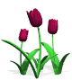 tulips_burgundy_mw.gif
