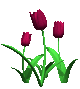 tulips_burgundy_mc.gif