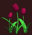 tulips_burgundy_lc.gif