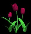 tulips_burgundy_lb.gif