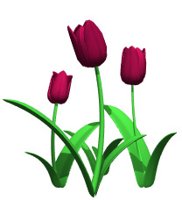 tulips_burgundy_hr.jpg