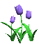 tulips_blue_sc.gif