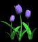 tulips_blue_sb.gif