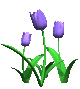 tulips_blue_mc.gif