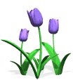 tulips_blue_lw.gif