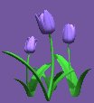 tulips_blue_lc.gif