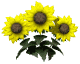 sunflowers_wave_sw.gif