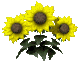 sunflowers_wave_sc.gif