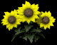 sunflowers_wave_sb.gif