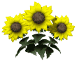 sunflowers_wave_mw.gif