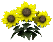 sunflowers_wave_mc.gif